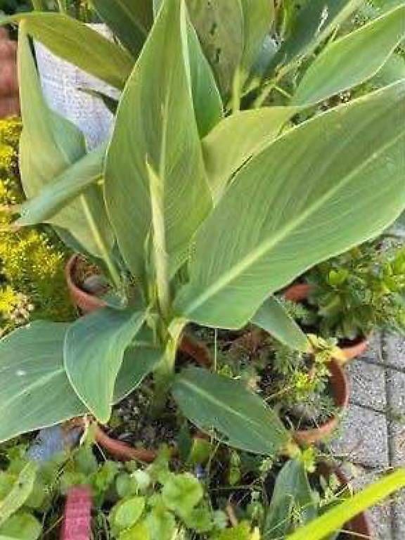 Autres: Canna – D'occasion à Frauenfeld par Irene.Schuppli 1