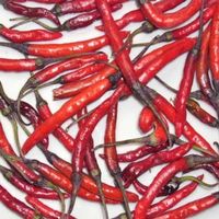 Naga Jolokia Indian PC-1 - Capsicum frutescens - 10 Samen