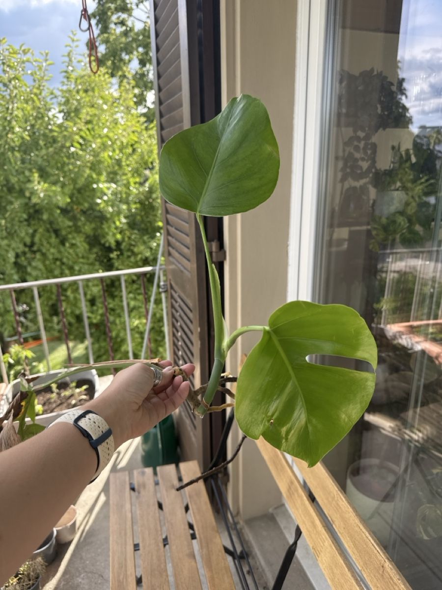 Piante & sementi: Vergrünte Monstera Aurea – Usato da Villnachern venduto da Lommy 1