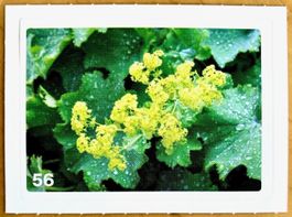 Migros Nature Detectives - Bild Nr. 56
