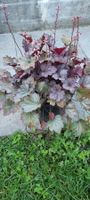 Heuchera Pflanze rotlaubig, blühend, im Topf, gut erhalten