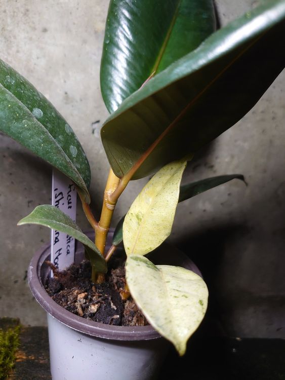 Ficus elastica 'Shiveriana Moonshine' | Kaufen auf Ricardo