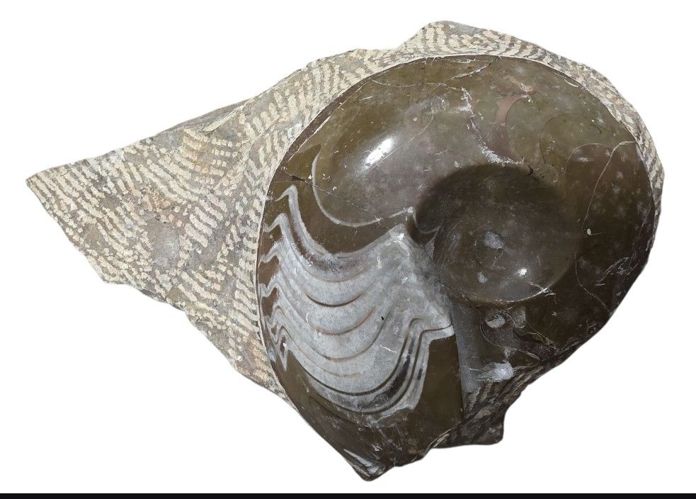 Fossilien: Fossile Ammonite – Gebraucht aus Vernier von 19pigments