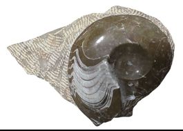 Fossile Ammonite