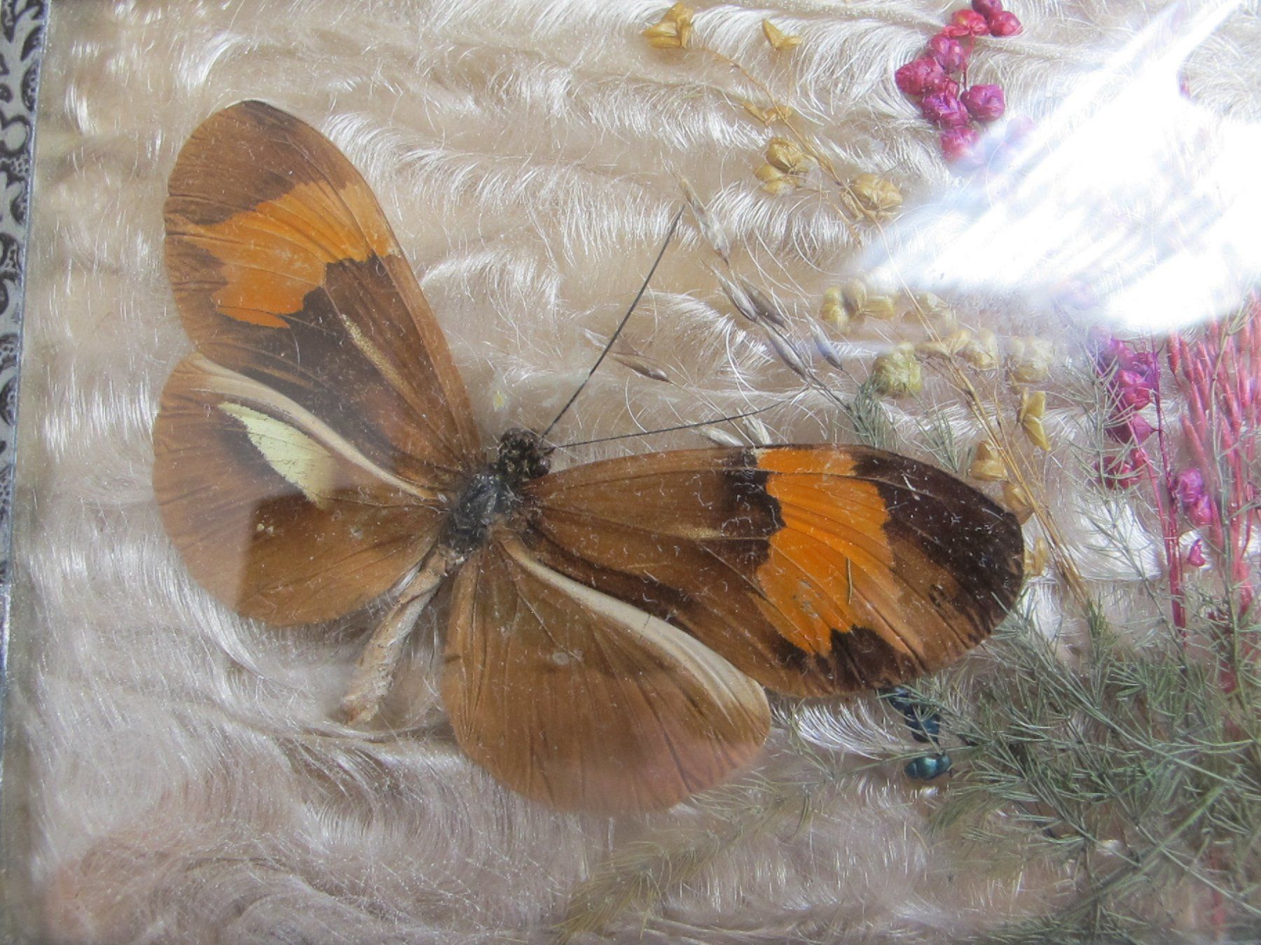 Pots: SCHATULLE MIT ECHTEM SCHMETTERLING VINTAGE – D'occasion à Löhningen par Chimae67 2