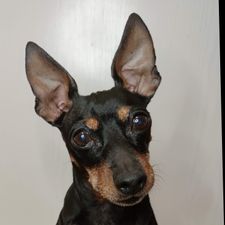 Profile image of Griblo