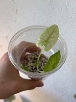 😍 Alocasia Frydek Mint Baby (Nr. 3)
