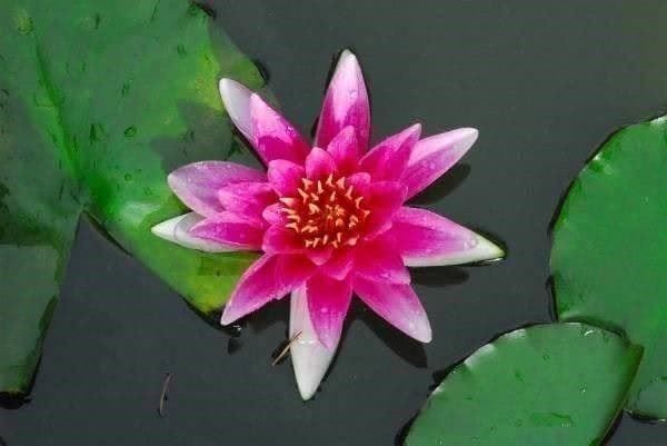 Piante & sementi: LOTUS - NYMPHEA  MIX 25g – Nuovo (secondo la descrizione) da Bremblens venduto da FIBONACCI369 1
