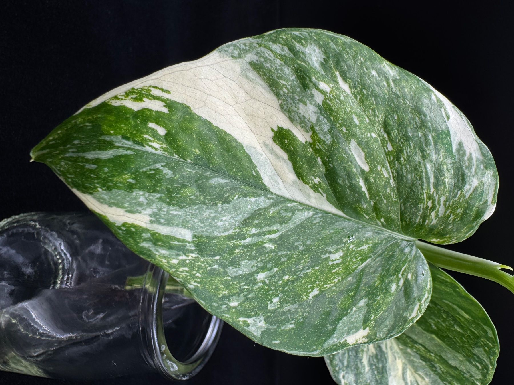 Plantes & graines: Epipremnum aureum 'Colorado Constellation' – Neuf (Voir description) à Bühler par googelibear 1