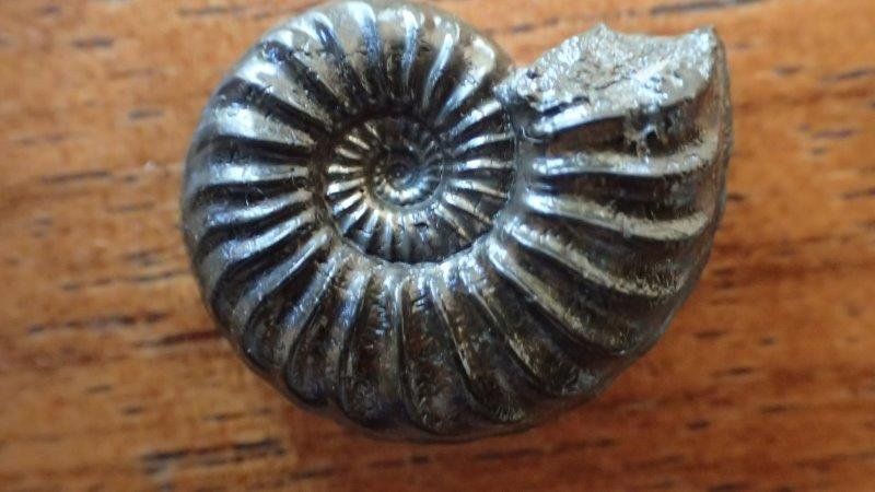 Fossilien: 3 Pyrit Ammoniten Frankreich – Gebraucht aus Rickenbach BL von Oktober68 3
