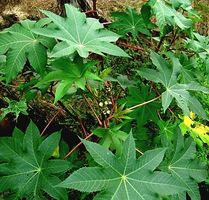 Ab 5.- fr 5 Stk Samen Rizinuspflanze (RICINUS COMMUNIS)