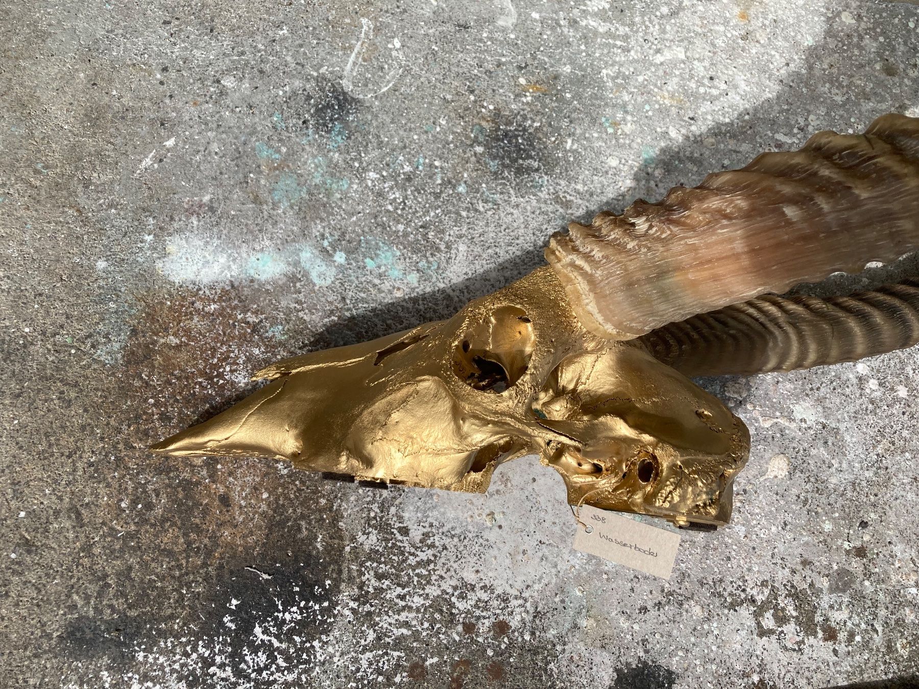 Il mondo degli animali: Wasserbock Trophäe 1 – Usato da Grosswangen venduto da arum01 3