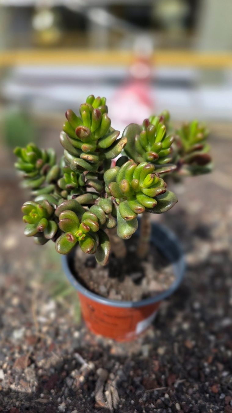 Piante & sementi: Crassula ovata "Hobbit"🐸 – Nuovo (secondo la descrizione) da Zürich venduto da The_Plant_Wizard 2