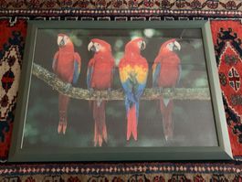 Puzzle mit Papageien Motiv gerahmt guter Zustand