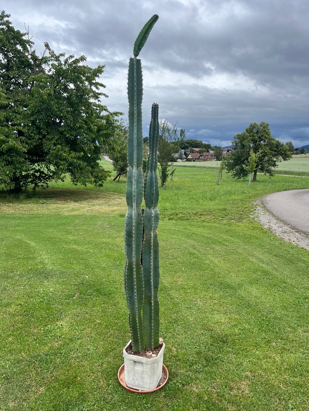 Piante & sementi: Cereus Säulenkaktus – Usato da Allmendingen b. BE venduto da juair 7