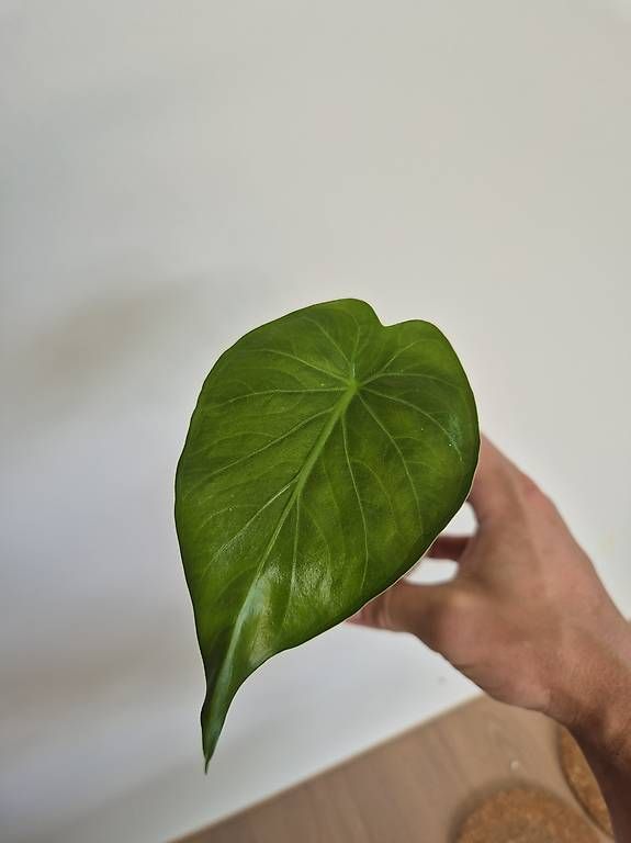 Pflanzen & Samen: Alocasia Macrorrhiza Ableger  – Gebraucht aus Bülach von Moritz_utzinger 3