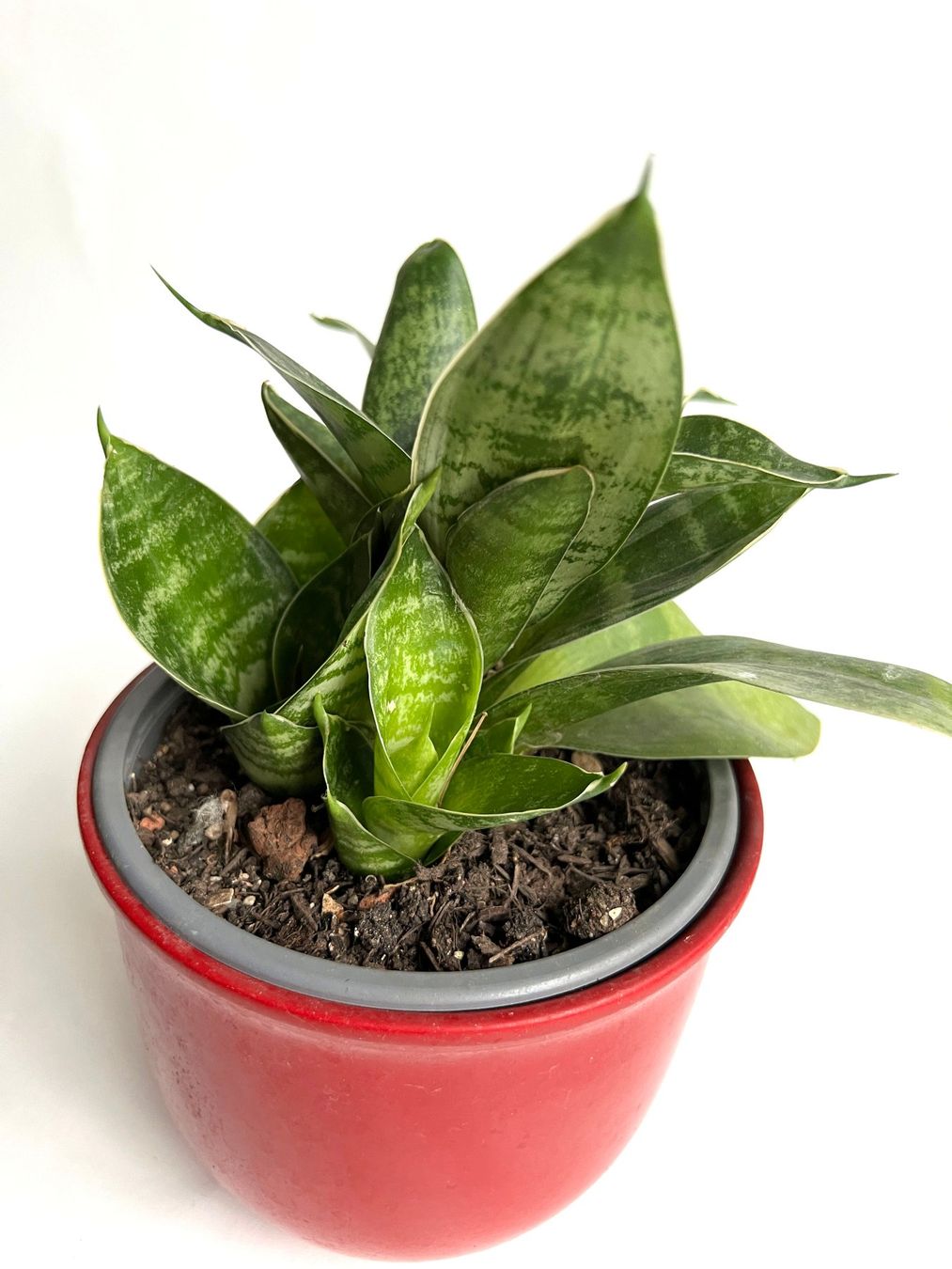 Pflanzen & Samen: Sansevieria***** – Neu (gemäss Beschreibung) aus Dübendorf von Orchid18 1