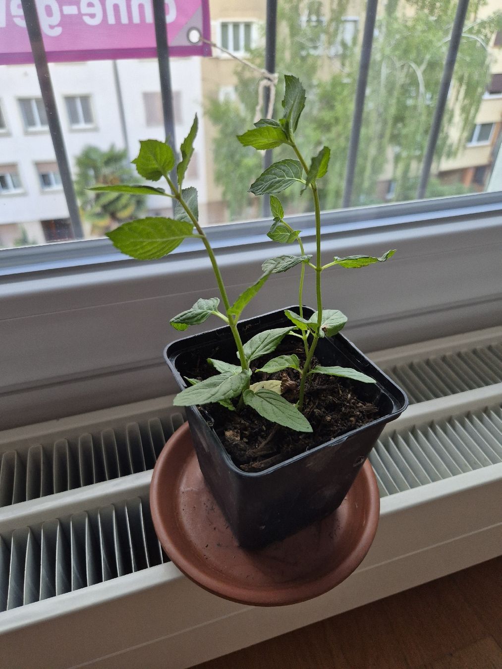Piante & sementi: Frische Minze  – Usato da Basel venduto da Eleonora3 1