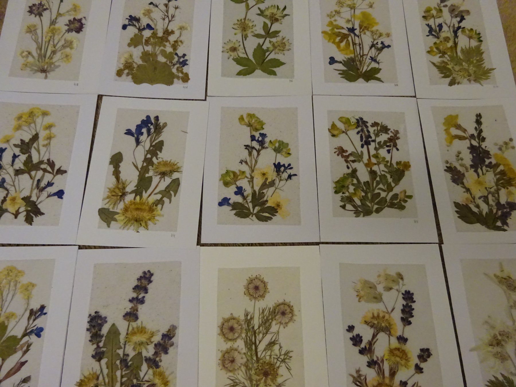 Bücher: Herbarium Botanik Alpenflora / 20 Grusskarten – Gebraucht aus Esslingen von eintagammeer 1