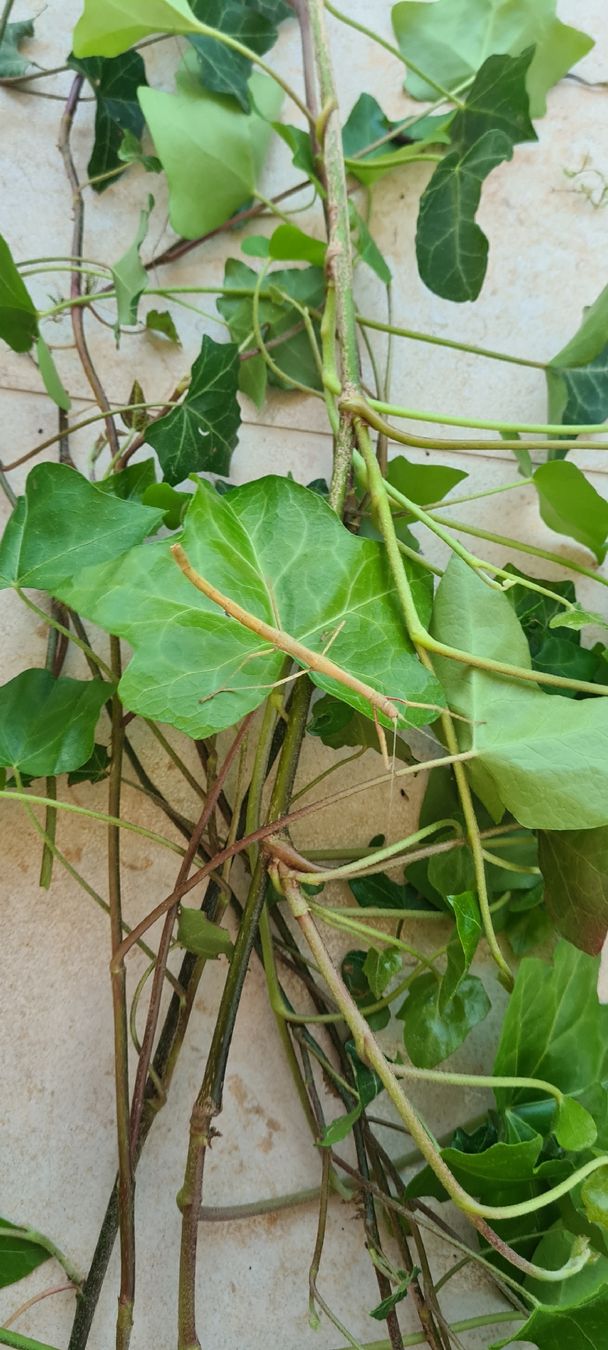 Mangimi: Stabheuschrecke Eier / Indian Stick insects Eggs – Nuovo (secondo la descrizione) da Oberhasli venduto da npyep