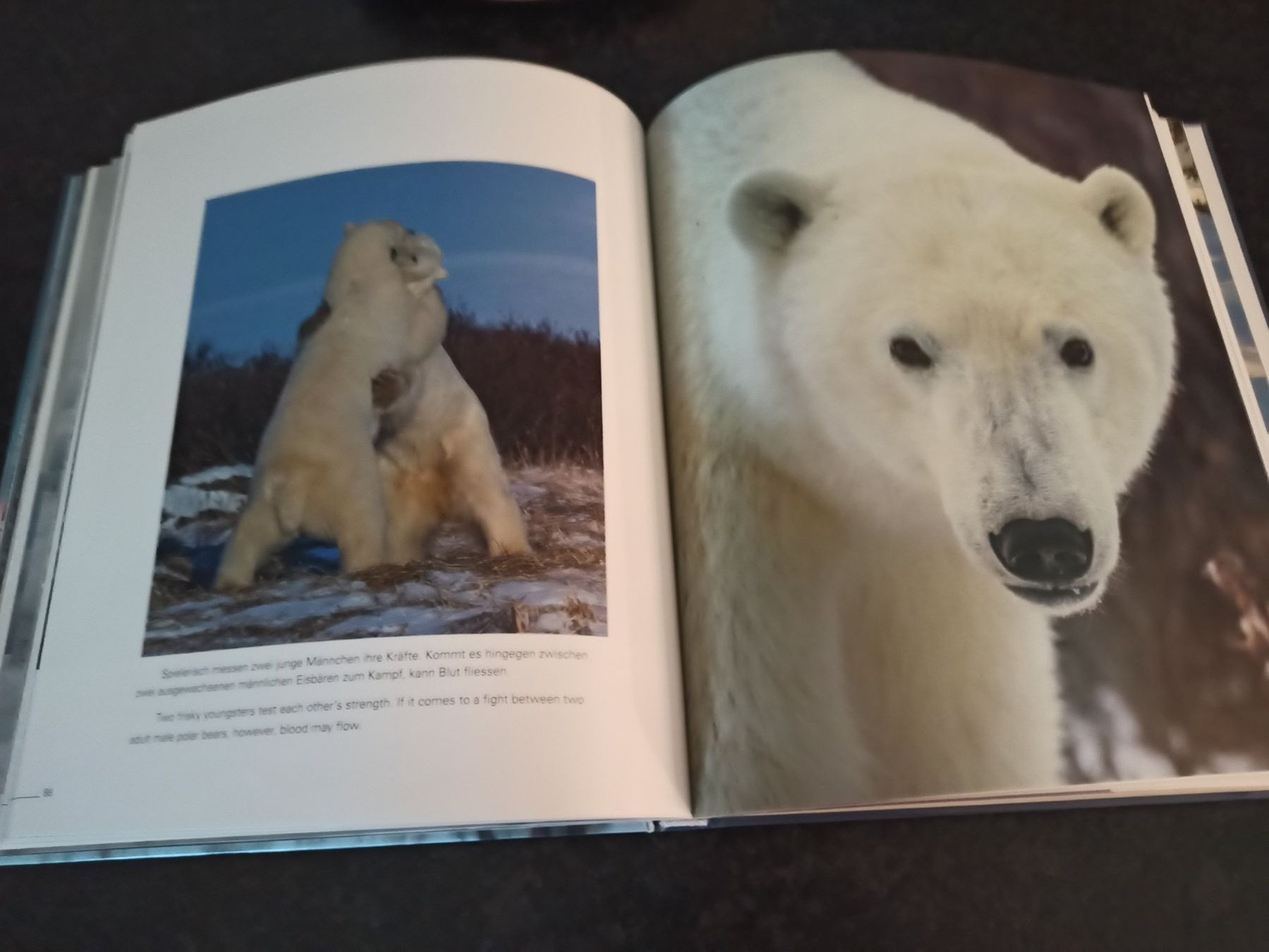 Libri: Buch "Adler, Bär und Co. – Usato da Niederwil AG venduto da Nioc28 3