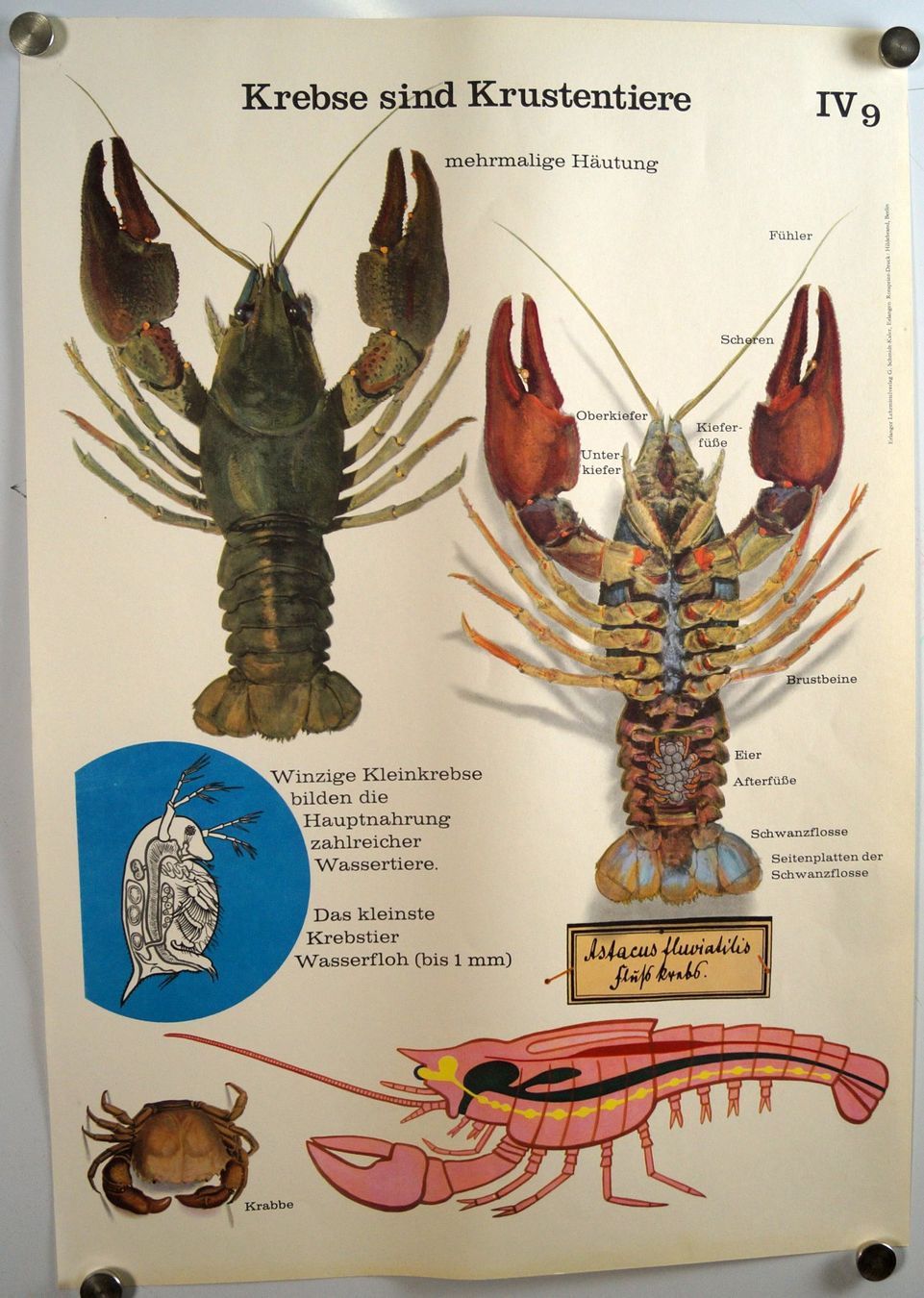 Foto & Immagini: Schulwandbild Poster Nr.9:  Krebse sind Krustentiere – Usato da Härkingen venduto da sammelbecken 1