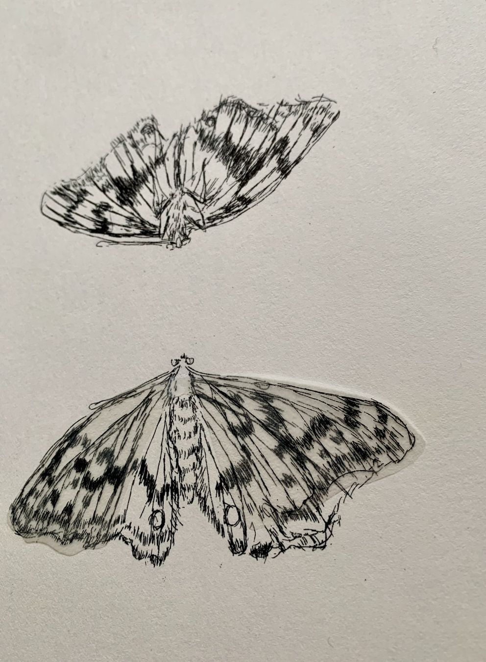 Grafiken & Lithographien: Kiki Smith – Lithographie Moth – Gebraucht aus Regensdorf von JoergR 3