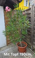 Schöner Oleander Hochstamm hellrosa