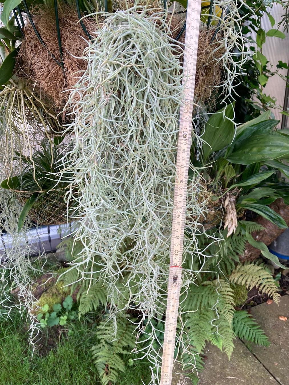 Piante & sementi: Tillandsia usneoides – Nuovo (secondo la descrizione) da Muri AG venduto da engelsherzli 2
