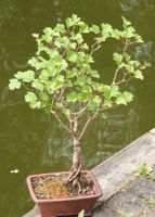 BONSAI  -  Gemeiner Schneeball