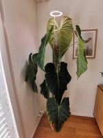 Philodendron Glorious – ca. 2m hoch, an Moosstange