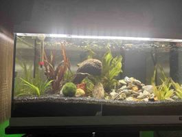 Aquarium mit Pflanzen und Einrichtung, akzeptabel