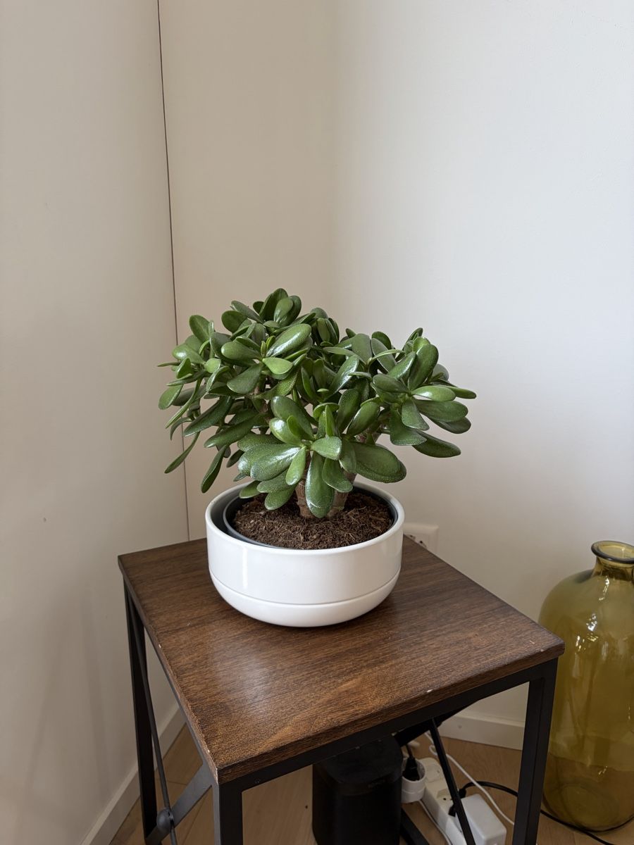 Piante & sementi: Jade Plant in White Pot Healthy Condition – Usato da Zürich venduto da MariaJC