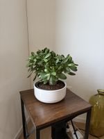 Jade Plant in White Pot Healthy Condition