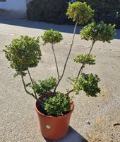 Ilex crenata „Convexa“ - schön und gesund
