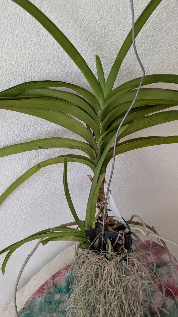 Plantes & graines: Vanda 'princess orange' Orchidee – D'occasion à Untervaz par Lyraia 1