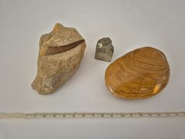 Fossil Dinosaurier Zahn Muschel Pyrit Mineral Versteinerug