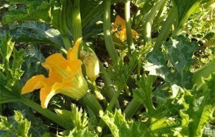 Piante & sementi: 10 Bio- Zucchetti sarzano – Nuovo e nell'imballaggio originale da Huttwil venduto da Groempix 3