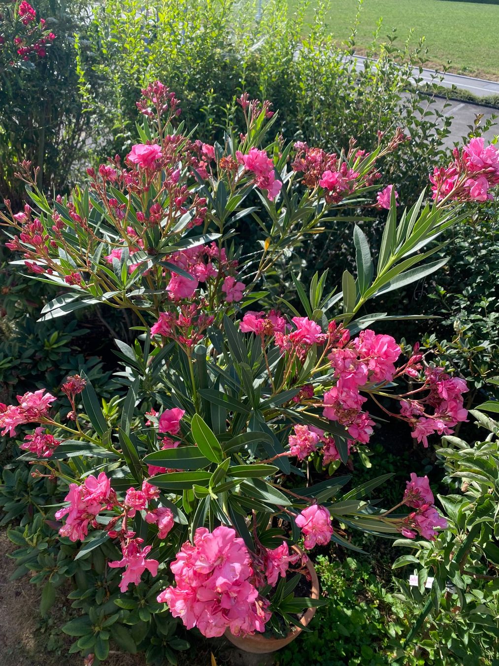 Piante & sementi: Hochstamm-Oleander pink – Usato da Hünenberg venduto da a.u.849 2