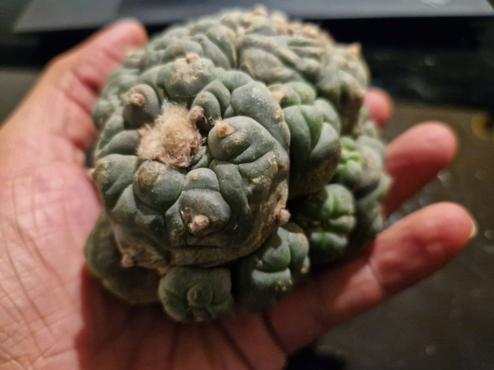 Lophophora Fricii cv. Ooibo X Fricii, entpfropft mit Wurzeln | Kaufen ...