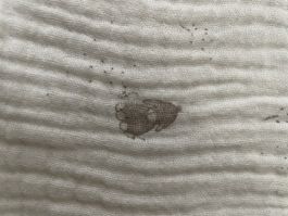 Kinderbettwäsche von Zara Home mit Eselprint