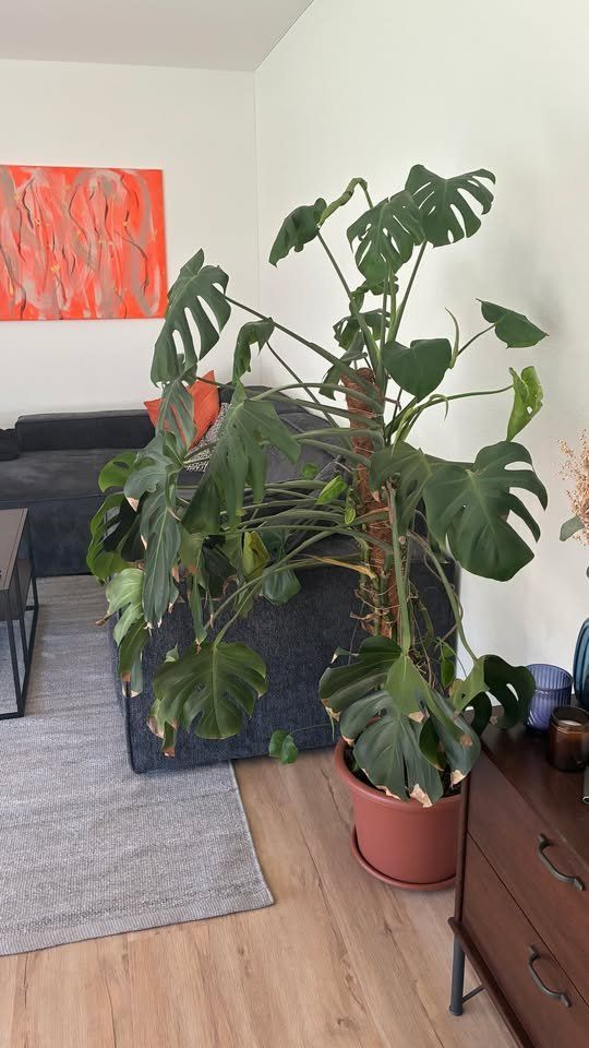 Piante & sementi: Monstera gross - 160cm hoch – Usato da Dulliken venduto da yv. 1