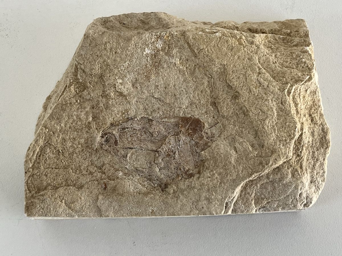 Fossiles: Fossil – D'occasion à Wetzikon ZH par seli03
