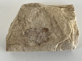 Fossil