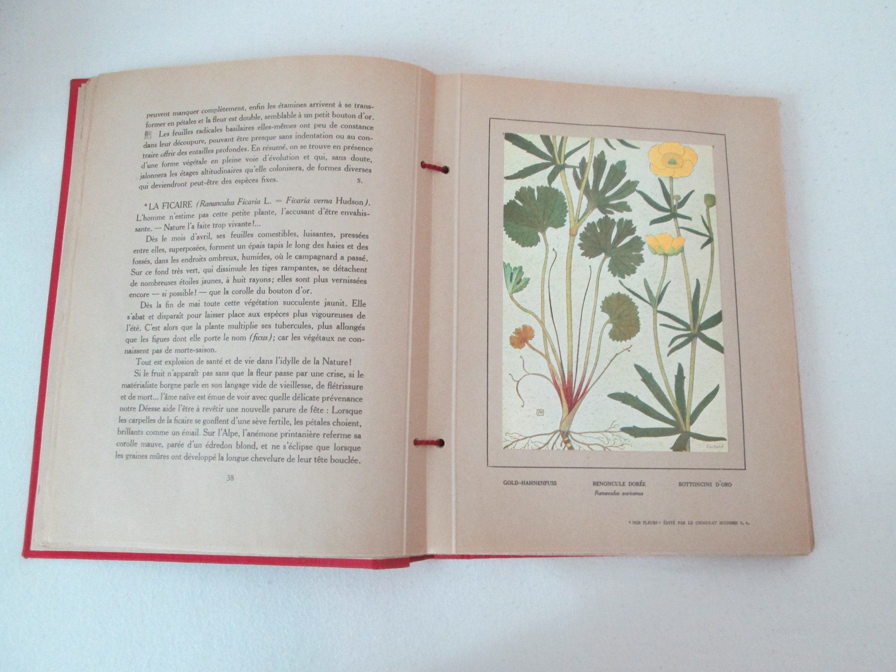 Livres: Nos Fleurs – D'occasion à Neuchâtel par Dualseele 9