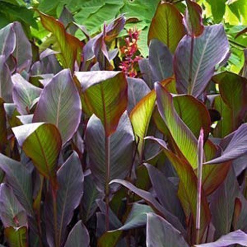 Piante & sementi: Canna Géant red Russian +250cm  (2x) – Nuovo (secondo la descrizione) da Bremblens venduto da FIBONACCI369