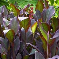 Canna Géant red Russian +250cm  (5x)