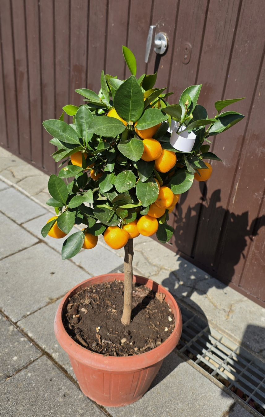 Piante & sementi: Wunderschönes Calamondin-bäumchen  – Nuovo (secondo la descrizione) da Aarburg venduto da popkorn65 1