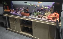 Aquarium komplett mit Fischen und Zubehör - Top Zustand!