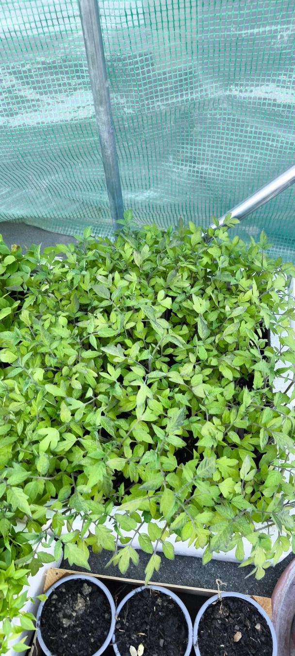 Piante & sementi: Tomaten Mittelgross klein gewachsen – Usato da Bösingen venduto da aru_y9zp